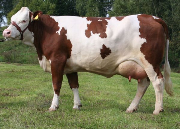 Farma Křetín | Krávy